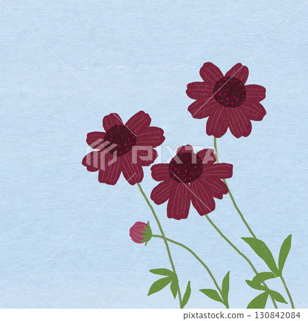 Chocolate Cosmos 130842084