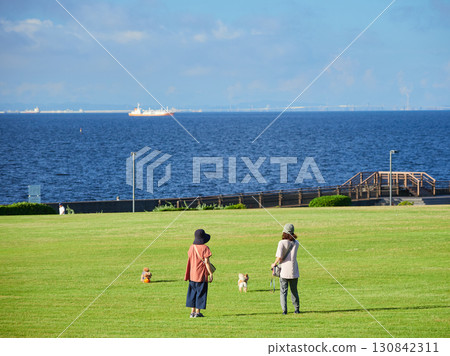 Women walking their dogs on the lawn of Shin-Urayasu Park in summer 130842311