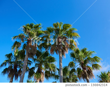 Beautiful palm tree landscape on the summer coast 130842314