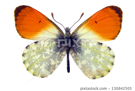 The orange tip butterfly Antocharis cardamines displays its striking orange and white wings while resting on a plain surface, highlighting its intricate patterns and delicate structure. 130842505