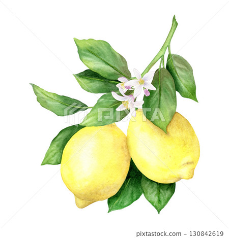 Lemon branch with fruits and leaves. isolated hand drawn watercolor illustration. design of menus, packaging, cosmetics, textiles, postcards. Lemon branch with fruits and leaves. isolated hand drawn watercolor illustration. design of menus, packaging, cosmetics, textiles, postcards. 130842619