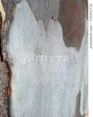 Capturing the intricate texture of old eucalyptus bark reveals a blend of muted colors and distinctive patterns, reflecting nature's artistry in a calm outdoor environment. 130842710