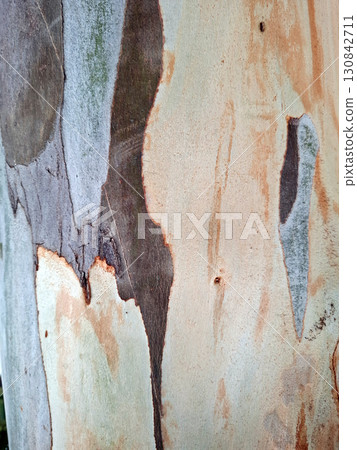 Close examination reveals the unique patterns and colors of old eucalyptus bark, showcasing the natural beauty and complexity found in a forest environment under bright daylight. 130842711