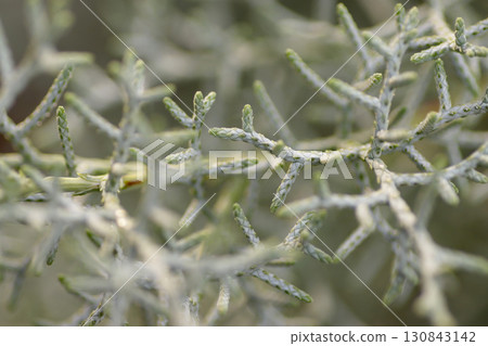 針葉藍冰 130843142