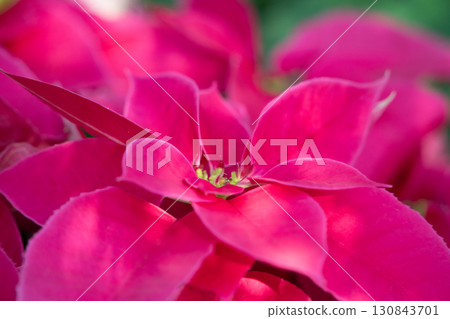 christmas red plant close up macro poinsettia Christmas クリスマス 130843701