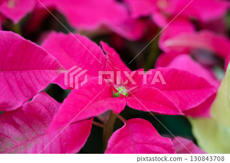 聖誕紅 植物 特寫 微距 poinsettia Christmas クリスマス 聖誕紅 植物 特寫 微距 poinsettia Christmas クリスマス 130843708