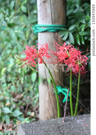 路邊紅花盛開的季節圖片 路邊紅花盛開的季節圖片 130843989