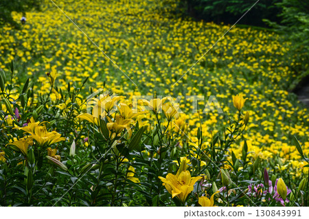花園裡的百合花盛開 130843991