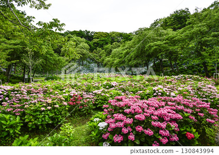Hydrangeas in full bloom 130843994