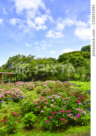 花園裡的百合花盛開 130843995