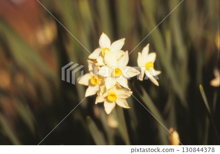 A photo of white daffodils blooming in a winter garden taken with a positive film 130844378