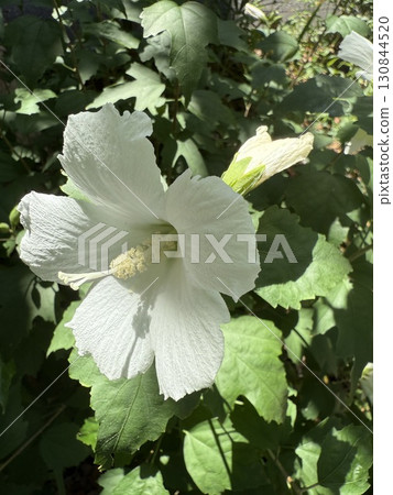 陽光下閃閃發光的白色花朵 130844520