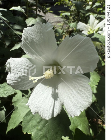 White flowers shining in the sunlight White flowers shining in the sunlight 130844521