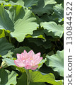 Pink lotus 130844522