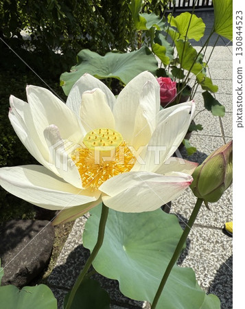 White lotus White lotus 130844523