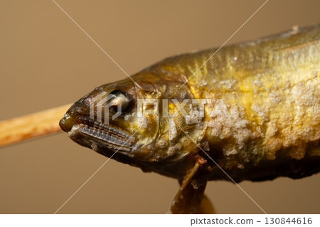 Grilled salted sweetfish head 130844616