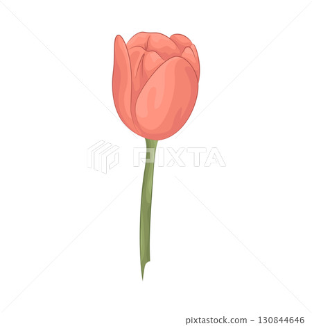 Illustration of tulip Illustration of tulip 130844646