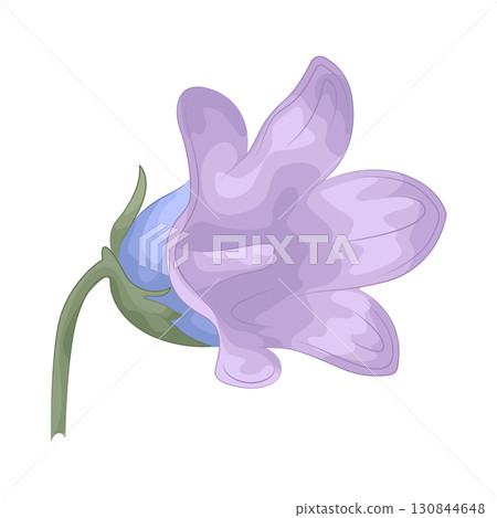 Illustration of bluebell Illustration of bluebell 130844648