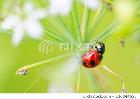 七星瓢蟲停在一朵白花上 130844653