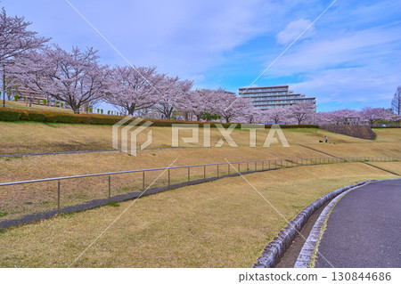 東京都稻城市若葉台一丁目的若葉台公園,櫻花盛開 東京都稻城市若葉台一丁目的若葉台公園,櫻花盛開 130844686