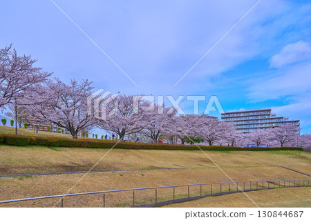 東京都稻城市若葉台一丁目的若葉台公園，櫻花盛開 130844687