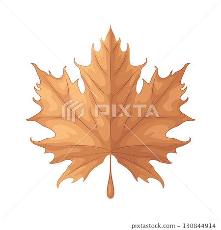 Illustration of maple leaf 130844914