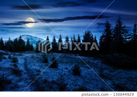 fir trees on a meadow at night. scenic landscape with coniferous forest in mountains under starry sky in full moon light. mysterious alpine scenery with silhouettes for halloween background fir trees on a meadow at night. scenic landscape with coniferous forest in mountains under starry sky in full moon light. mysterious alpine scenery with silhouettes for halloween background 130844929