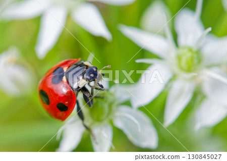 Seven-spotted ladybug resting on chive flowers Seven-spotted ladybug resting on chive flowers 130845027