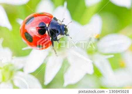 瓢蟲（Nana Hoshi Tentou） 130845028
