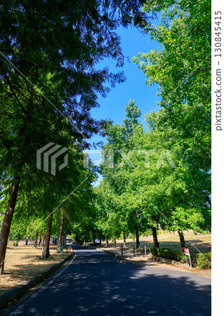 綠蔭環繞的公園長廊 綠蔭環繞的公園長廊 130845415