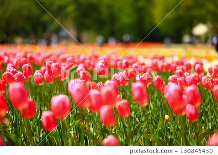 紅色鬱金香 130845430