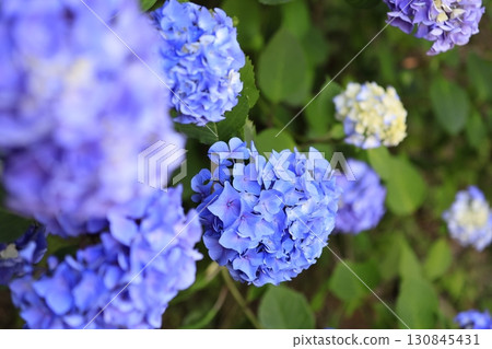 在初夏盛開的繡球 130845431