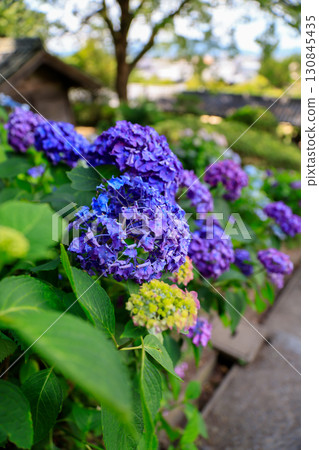 在初夏盛開的繡球 在初夏盛開的繡球 130845435