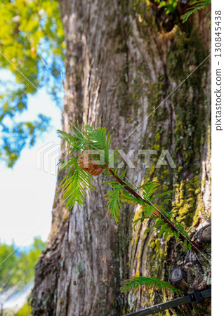 蟬殼,夏日傳統 蟬殼,夏日傳統 130845438
