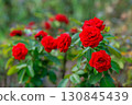 公園裡盛開的鮮紅玫瑰 130845439