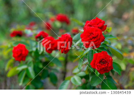 公園裡盛開的鮮紅玫瑰 130845439