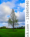 公園裡矗立著一棵樹 130845440