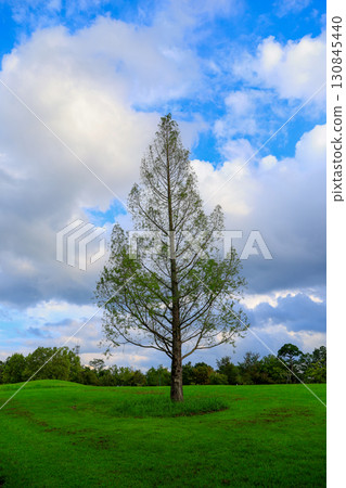 A single tree standing in the park 130845440