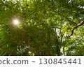 陽光穿過夏日 130845441