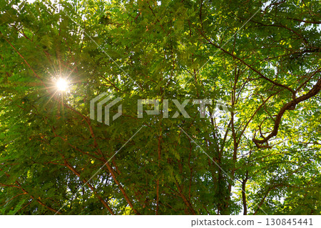 Sunlight through summer day 130845441