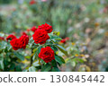 公園裡盛開的鮮紅玫瑰 130845442