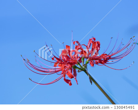 Higanbana that shines in the blue sky Higanbana that shines in the blue sky 130845491