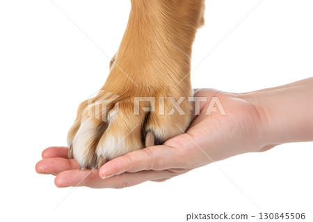 Dog's paw resting in human hand, symbol of friendship and trust between pet and owner, isolated on transparent background 130845506