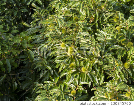 五月山的栗樹和栗子瘤 五月山的栗樹和栗子瘤 130845760