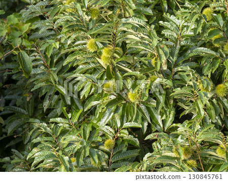 五月山的栗樹和栗子瘤 五月山的栗樹和栗子瘤 130845761