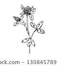 Hand drawn vector illustration of clover with blooming flower head and three leaves on graceful stem, ideal for botanical prints, herbal packaging, tea labels, eco branding and apothecary products 130845789