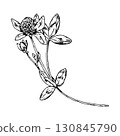 Hand drawn vector illustration of clover with blossom, leaves and buds in detailed linework, perfect for botanical prints, herbal packaging, eco design and natural cosmetics labels 130845790