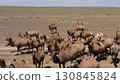 Aerial view of Bactrian camels in Mongolia 130845824