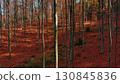 Leaves are falling in bright autumn forest 130845836
