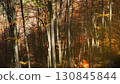 Leaves are falling in bright autumn forest 130845844